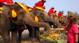 День тайского слона