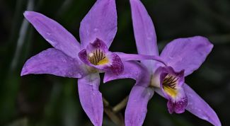 Почему нельзя держать дома орхидеи