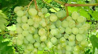 Сорт винограда «Восторг»: основные характеристики и описание сорта
