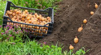 Как сажать картошку, чтобы урожай был обильным