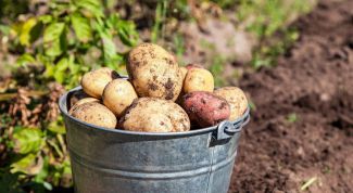Как собрать урожай картофеля на две недели раньше: хитрость наших предков