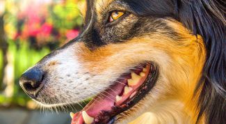 Как правильно ухаживать за зубами и деснами собак и кошек