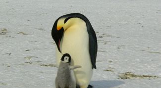 Папы пингвины, страусы, шимпанзе: кто лучший отец в животном мире?
