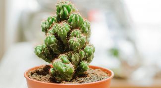  Как ухаживать за кактусами в домашних условиях