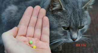 Как скормить коту лекарство 