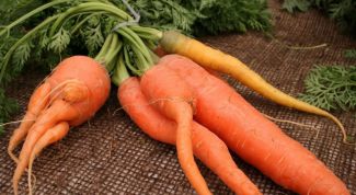 Почему морковь так популярна