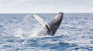Необычные факты о китах