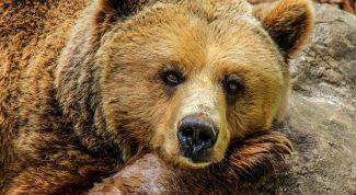 Славянский гороскоп животных: медведь