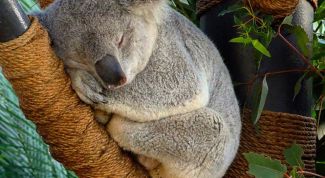 Как живут коалы