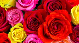 Как вырастить розовый сад