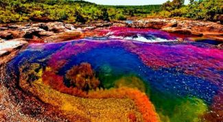 Удивительная планета: многоцветная река Каньо-Кристалес