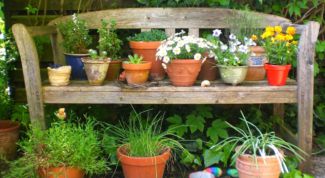 Как выбрать посадочные емкости для садовых цветов