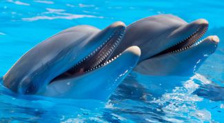 7 заблуждений людей о дельфинах