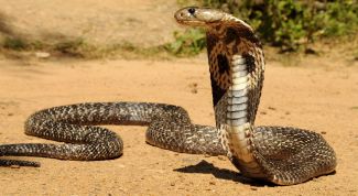 Очковая змея: место обитания, размеры и особенности