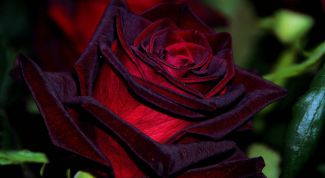 Роза «Черная магия»:  описание и тонкости выращивания