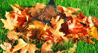 Экологичные способы уборки листьев во дворе