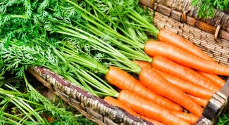 11 урожайных сортов моркови для закрытого грунта