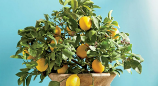 Как вырастить лимонное дерево из семян и получить плоды уже через 2 года: практические советы