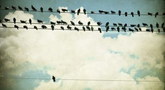 Bird, bird, bird, bird, bird, bird