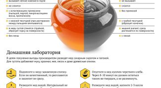 Пчелиный труд или промышленный продукт: как отличить натуральный мед