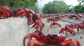 Crab people