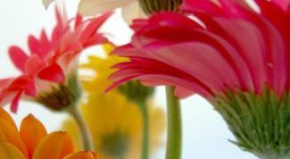 Цветок флирта