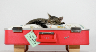 Чемоданный житель