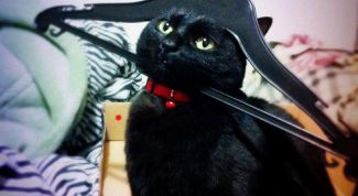 Наполеон Бонапарт