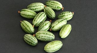 Pepquino melon