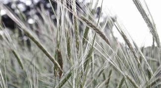 Колосок к колоску