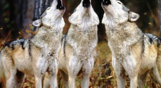 Музыкальное трио