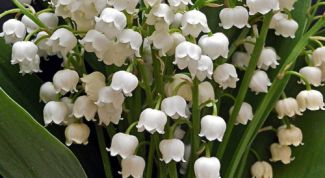 Майский ландыш