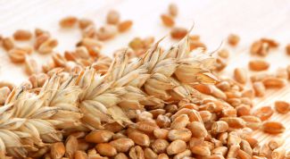 Картинка по теме - как прорастить семена