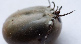 Картинка по теме - как избавиться от паразитов