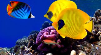 Картинка по теме - как сделать аквариум