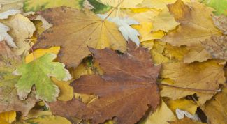 Картинка по теме - как сохранить гербарий