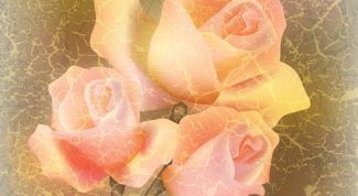 Картинка по теме - как научиться рисовать розы