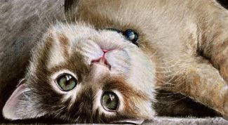 Картинка по теме - как научиться рисовать кошек