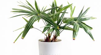 Картинка по теме - как сделать пальму