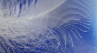 Картинка по теме - как сделать панно из перьев