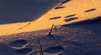 Картинка по теме - как ставить петлю на зайца