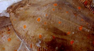 Картинка по теме - как жарить камбалу