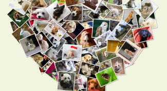 Картинка по теме - как соединить несколько фотографий в одну