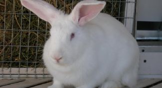 Картинка по теме - как содержать кроликов