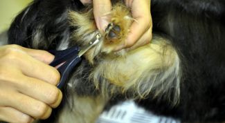 Картинка по теме - как стричь когти собакам