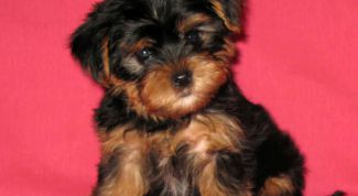 Картинка по теме - как купить щенка