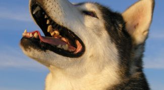 Картинка по теме - как научить собаку команде 