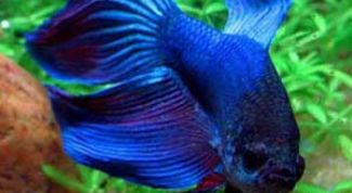 Картинка по теме - как кормить рыб