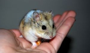 Картинка по теме - как определить пол хомяка