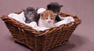 Картинка по теме - как выбрать котенка